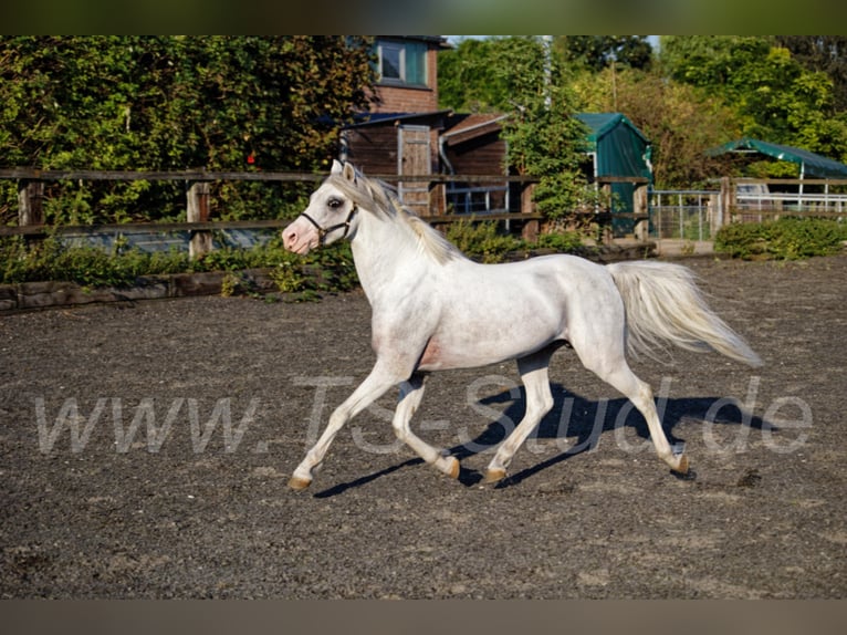 Welsh-B Stallone Grigio in Meerbusch