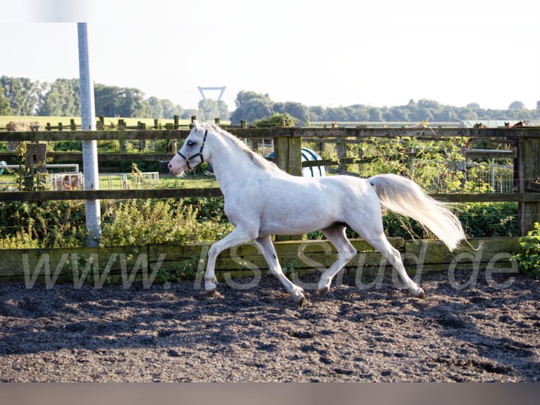 Welsh-B Stallone Grigio in Meerbusch