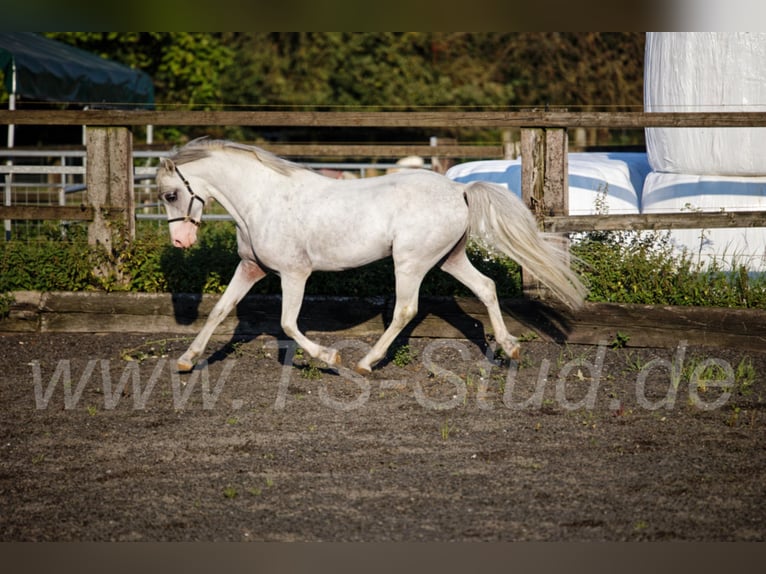 Welsh-B Stallone Grigio in Meerbusch