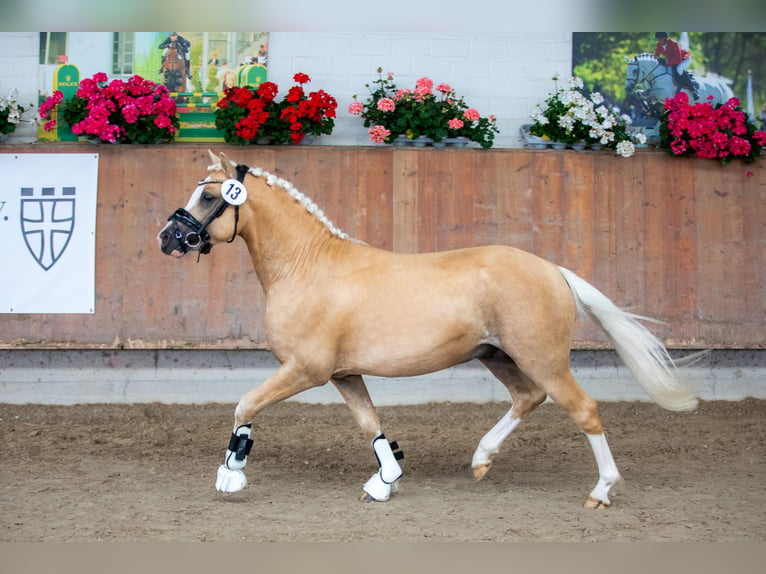 Welsh-B Stallone Palomino in Detmold