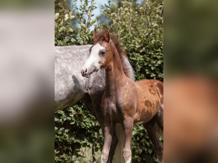 Welsh-B Mix Stallone Puledri (05/2025) 130 cm Grigio rossastro in Augustinusga