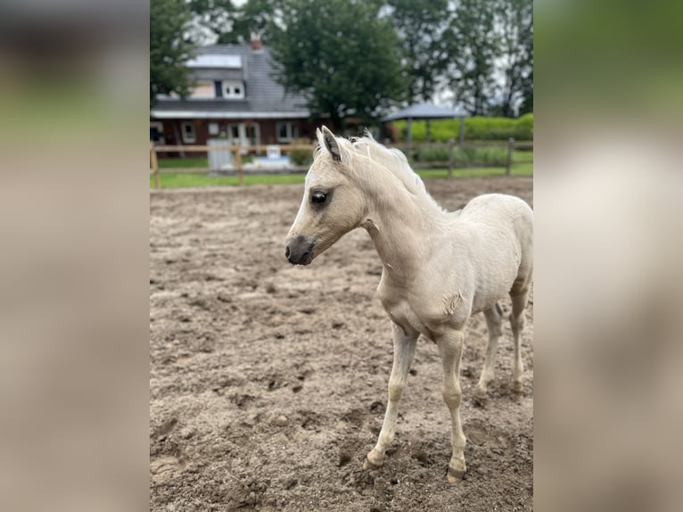 Welsh-B Stallone Puledri (04/2026) 135 cm Palomino in Molbergen