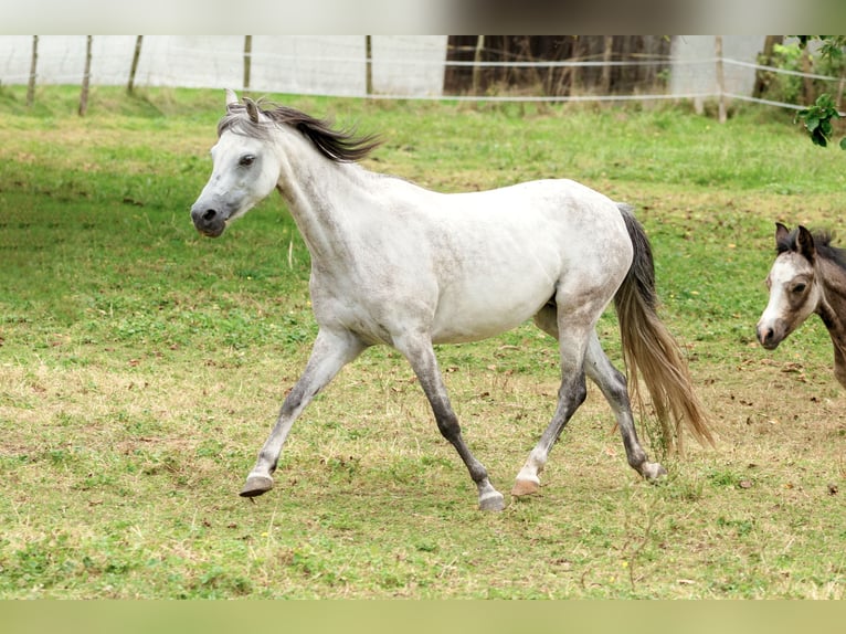 Welsh-B Stallone Puledri (01/2024) Grigio pezzato in Courchavon