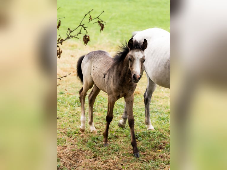 Welsh-B Stallone Puledri (01/2024) Grigio pezzato in Courchavon