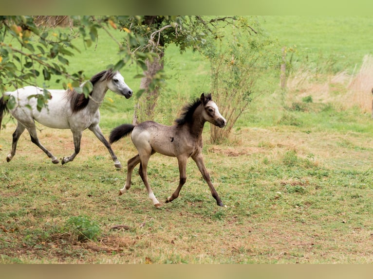 Welsh-B Stallone Puledri (01/2024) Grigio pezzato in Courchavon