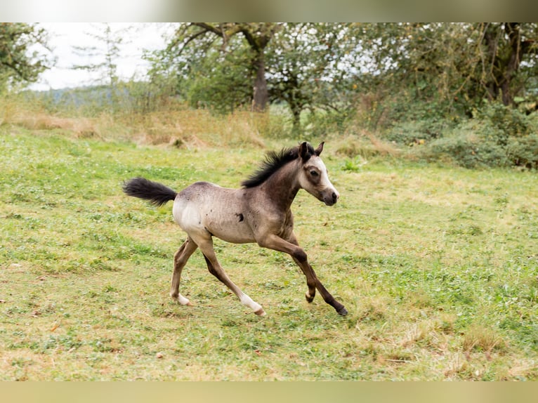 Welsh-B Stallone Puledri (01/2024) Grigio pezzato in Courchavon