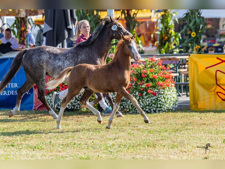 Welsh-B Stallone Puledri (05/2026) Sauro in Colnrade-Beckstedt