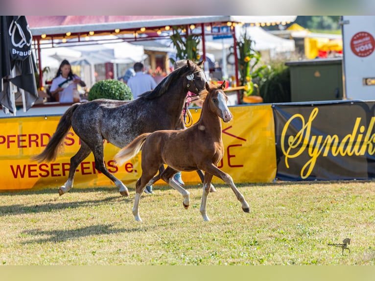 Welsh-B Stallone Puledri (05/2026) Sauro in Colnrade-Beckstedt
