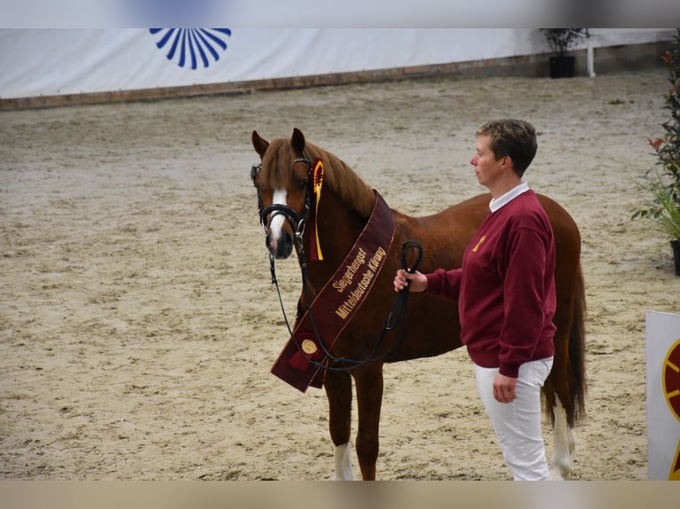 Welsh-B Stallone Sauro in Seehausen/ OT Beuster
