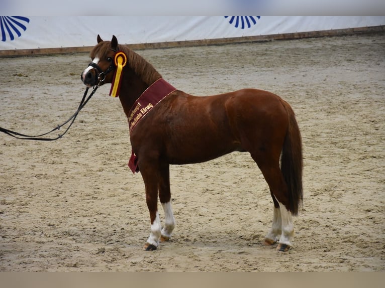 Welsh-B Stallone Sauro in Seehausen/ OT Beuster