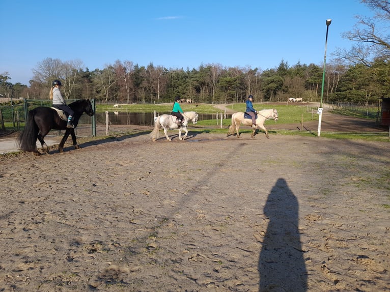 Welsh B Blandning Sto 10 år 125 cm Grå-blå-brun in Ommel