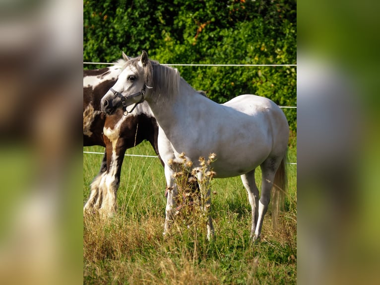 Welsh B Sto 13 år 124 cm Grå-blå-brun in Neulingen