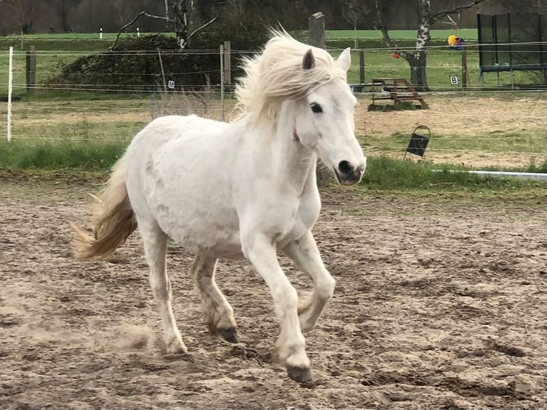 Welsh B Blandning Sto 15 år 125 cm Grå in Dohren