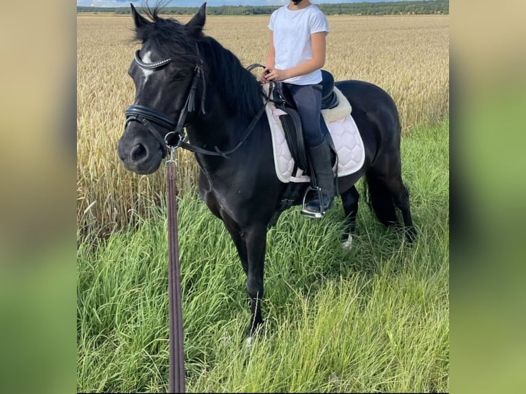 Welsh B Sto 15 år 125 cm Svart in Swisttal