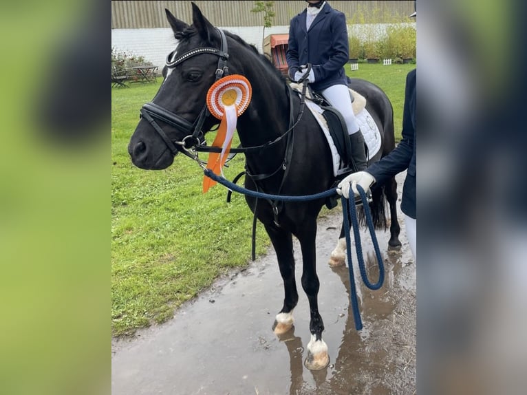 Welsh B Sto 15 år 125 cm Svart in Swisttal