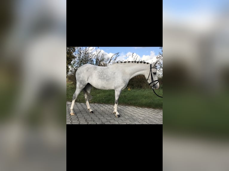 Welsh B Blandning Sto 4 år 125 cm Grå in Lähden