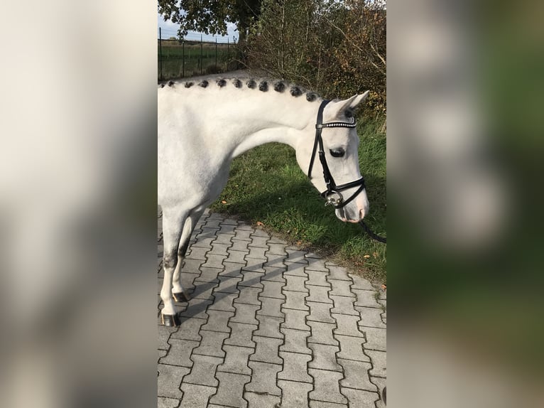 Welsh B Blandning Sto 4 år 125 cm Grå in Lähden