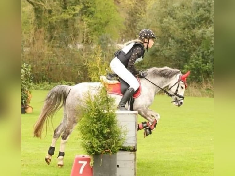 Welsh B Sto 6 år 126 cm Grå-blå-brun in Emmen