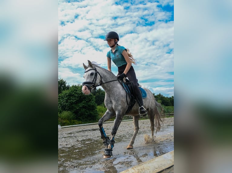 Welsh B Sto 6 år 126 cm Grå-blå-brun in Emmen