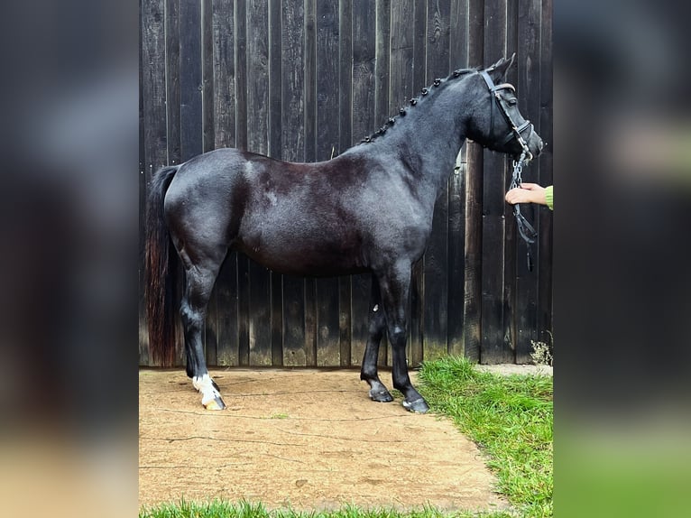 Welsh B Sto 6 år 134 cm Svart in Dahlenburg