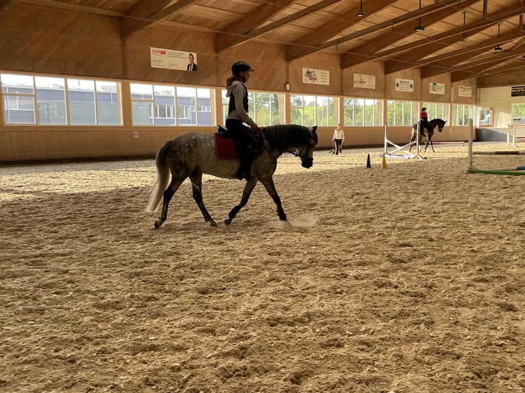 Welsh B Sto 7 år 128 cm Grå in Matzingen