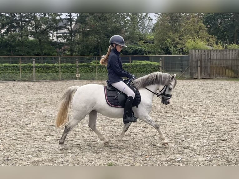 Welsh B Sto 8 år 121 cm Grå in Stampersgat