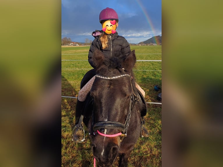 Welsh B Blandning Sto 8 år 130 cm Rökfärgad svart in Timelkam