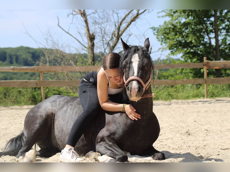 Welsh-B Stute 10 Jahre 128 cm in Overath