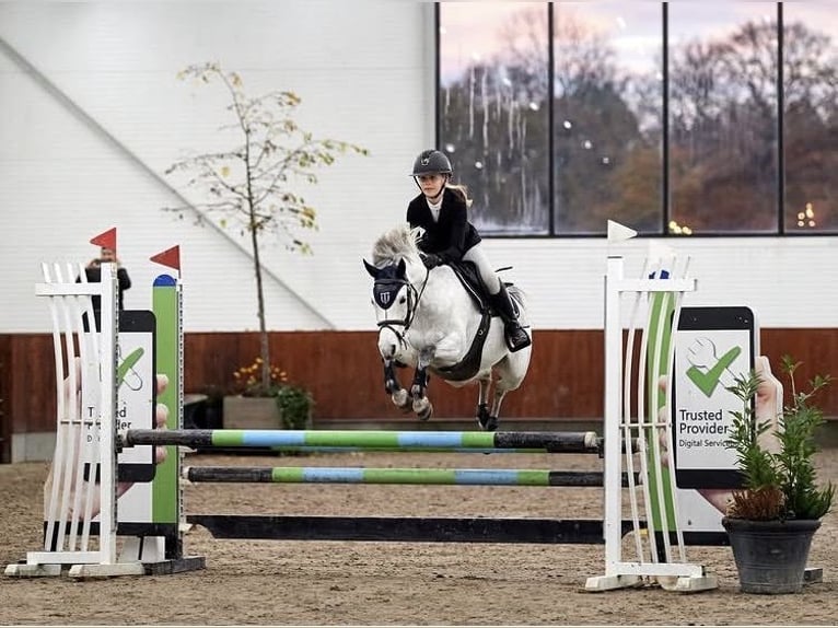 Welsh-B Stute 10 Jahre 128 cm Schimmel in Saint-Avé