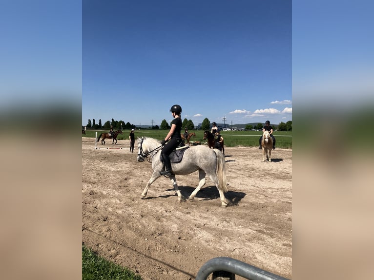 Welsh-B Stute 10 Jahre 130 cm Rotschimmel in Niedernberg