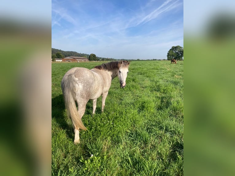 Welsh-B Stute 10 Jahre 130 cm Rotschimmel in Niedernberg