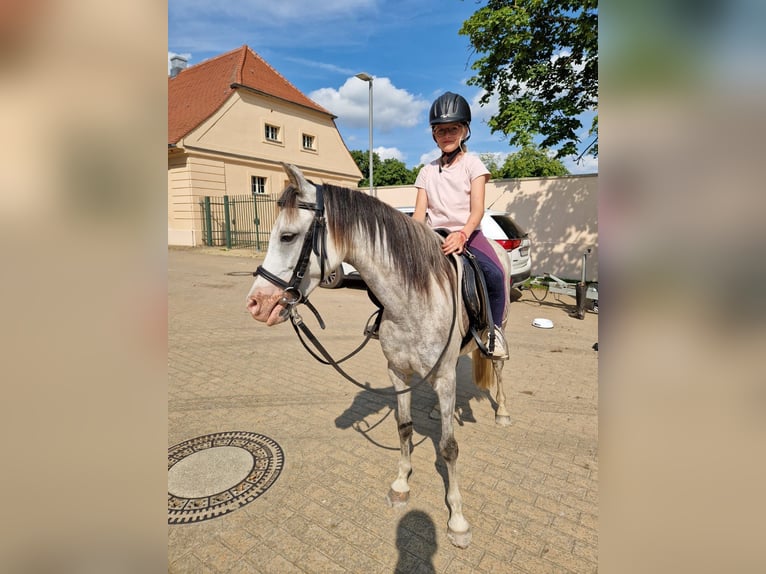 Welsh-B Stute 10 Jahre 133 cm Schimmel in St&#xFC;denitz-Sch&#xF6;nermark