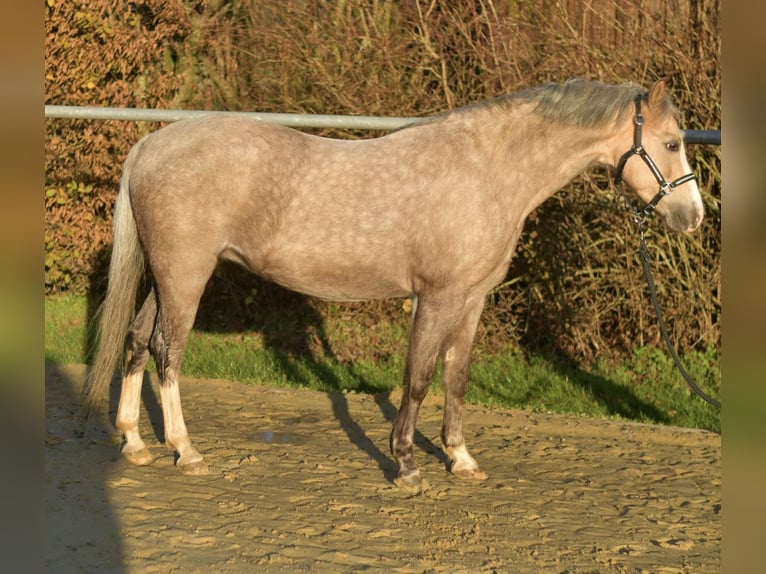 Welsh-B Stute 10 Jahre 134 cm Palomino in Geilenkirchen
