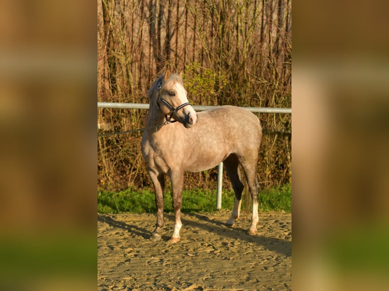 Welsh-B Stute 10 Jahre 134 cm Palomino in Geilenkirchen