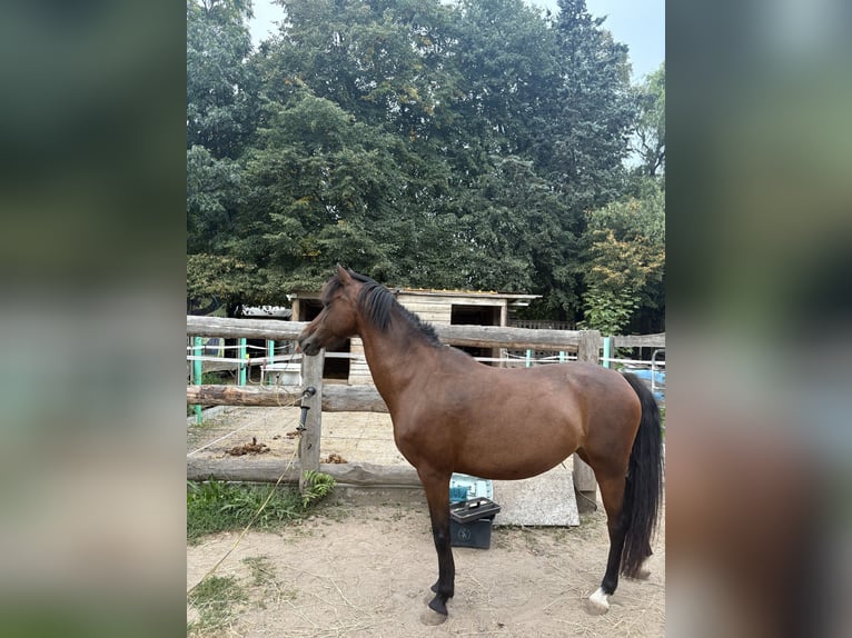 Welsh-B Stute 10 Jahre 135 cm Brauner in Weiterstadt