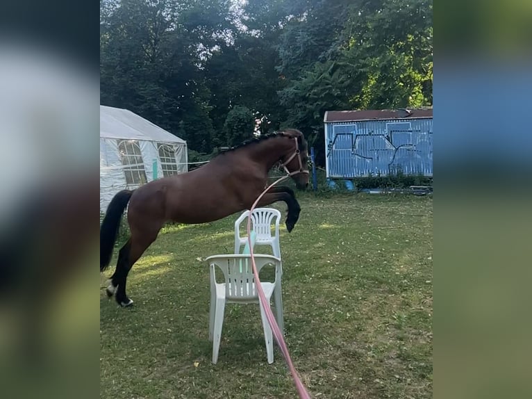 Welsh-B Stute 10 Jahre 135 cm Brauner in Weiterstadt