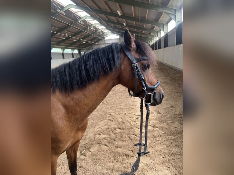 Welsh-B Stute 10 Jahre 135 cm Brauner in Weiterstadt