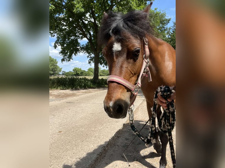 Welsh-B Stute 10 Jahre 135 cm Brauner in Weiterstadt