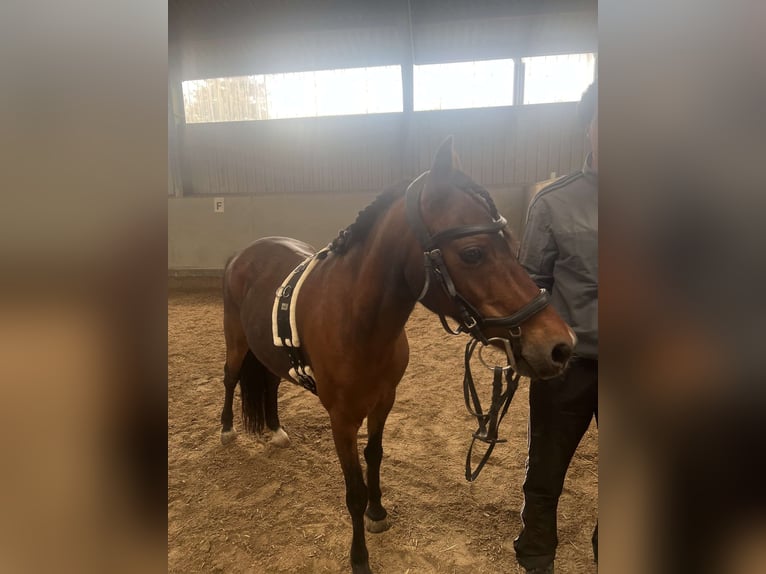 Welsh-B Stute 10 Jahre 135 cm Brauner in Weiterstadt
