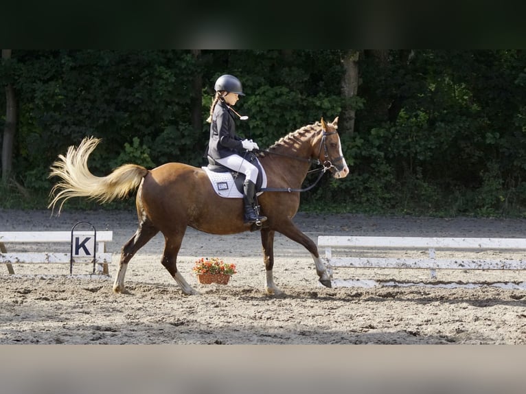 Welsh-B Stute 10 Jahre 137 cm Dunkelfuchs in Zetel