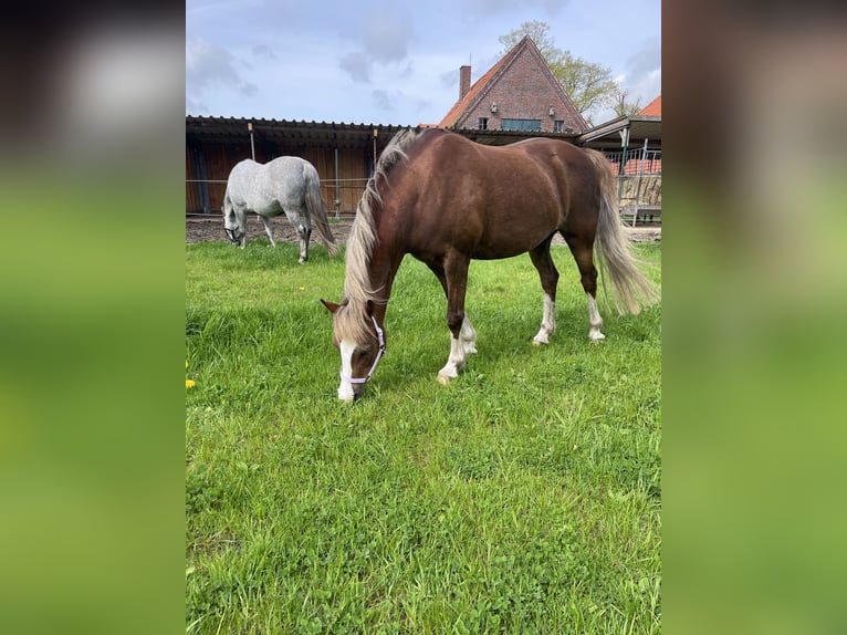 Welsh-B Stute 10 Jahre 137 cm Dunkelfuchs in Zetel
