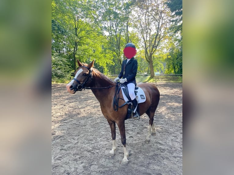Welsh-B Stute 10 Jahre 137 cm Dunkelfuchs in Zetel