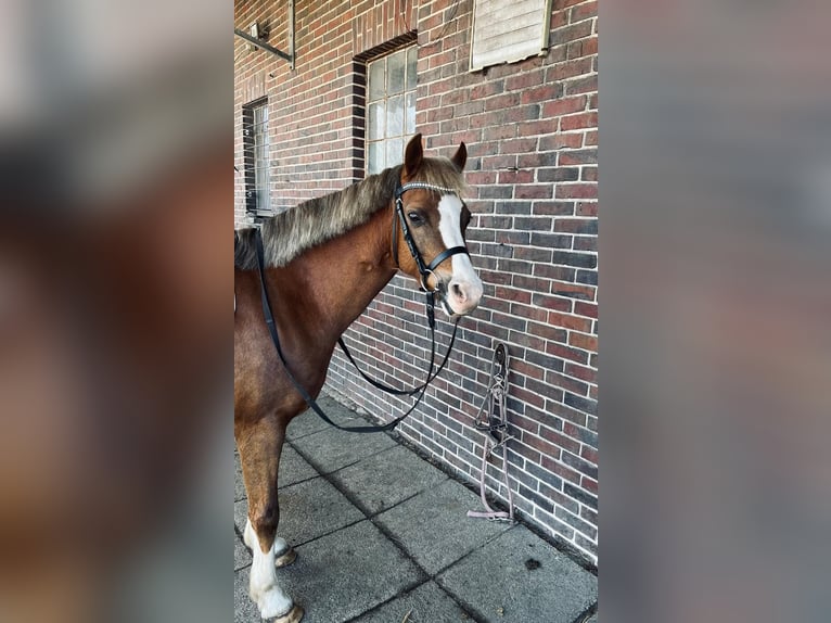 Welsh-B Stute 10 Jahre 137 cm Dunkelfuchs in Zetel
