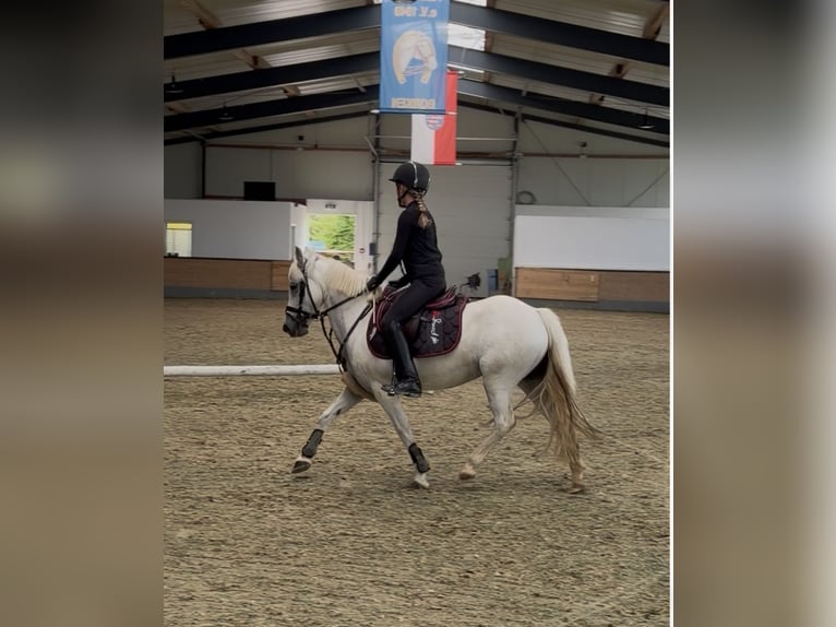 Welsh-B Stute 11 Jahre 125 cm Schimmel in Borken