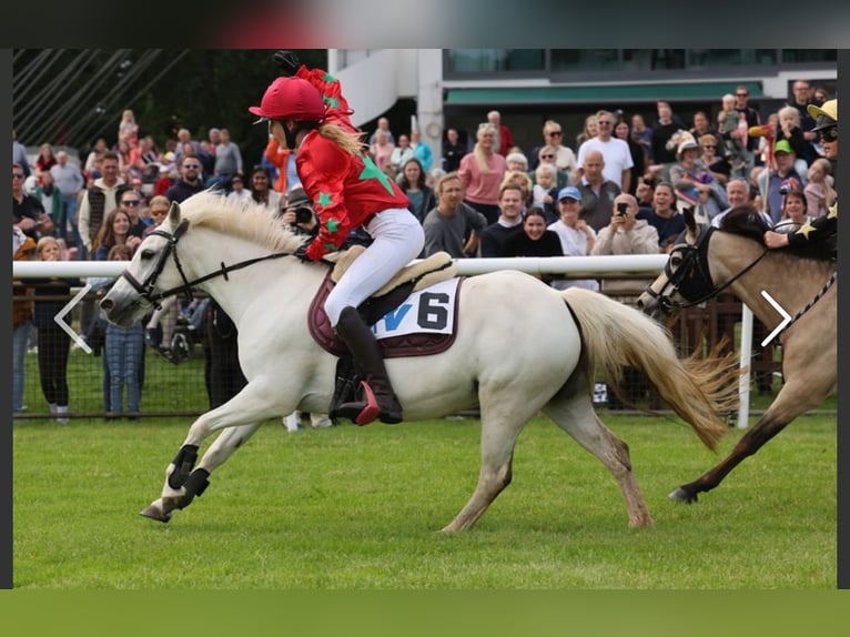 Welsh-B Mix Stute 11 Jahre 125 cm Schimmel in Homberg (Efze)