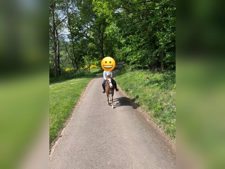 Welsh-B Stute 11 Jahre 129 cm Dunkelfuchs in Wilnsdorf