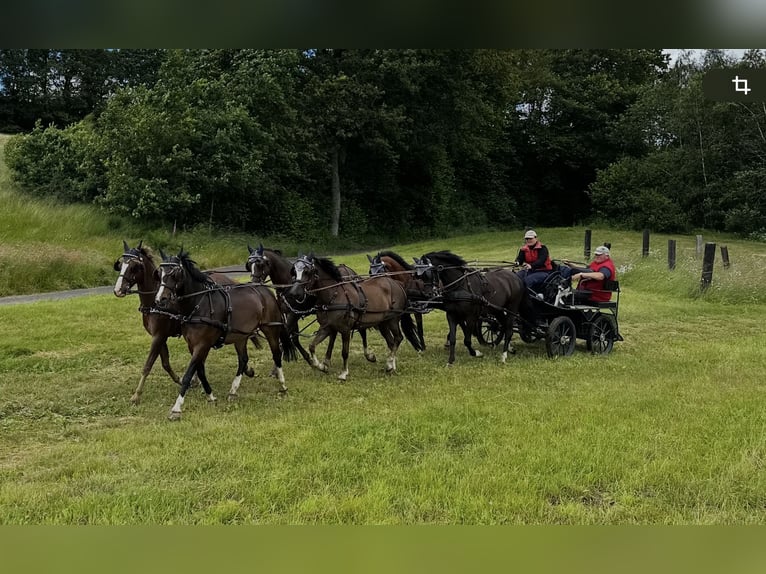 Welsh-B Stute 11 Jahre 129 cm Dunkelfuchs in Wilnsdorf