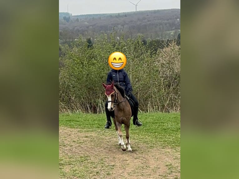 Welsh-B Stute 11 Jahre 129 cm Dunkelfuchs in Wilnsdorf