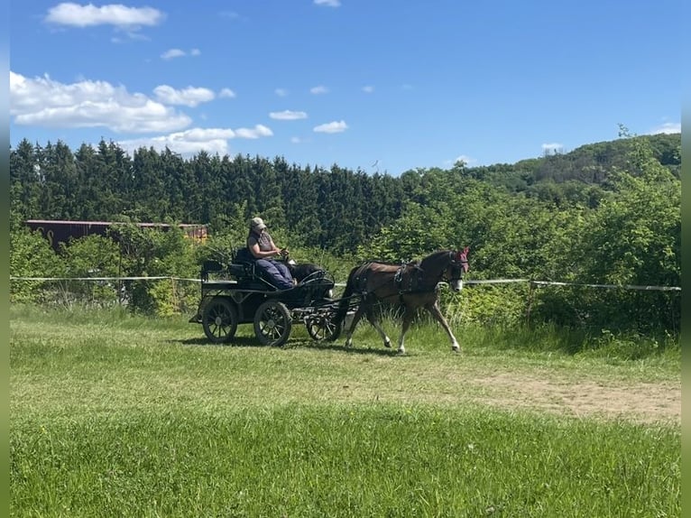 Welsh-B Stute 11 Jahre 129 cm Dunkelfuchs in Wilnsdorf