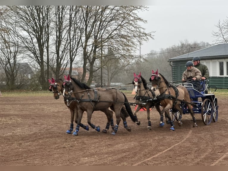Welsh-B Stute 11 Jahre 129 cm Dunkelfuchs in Wilnsdorf